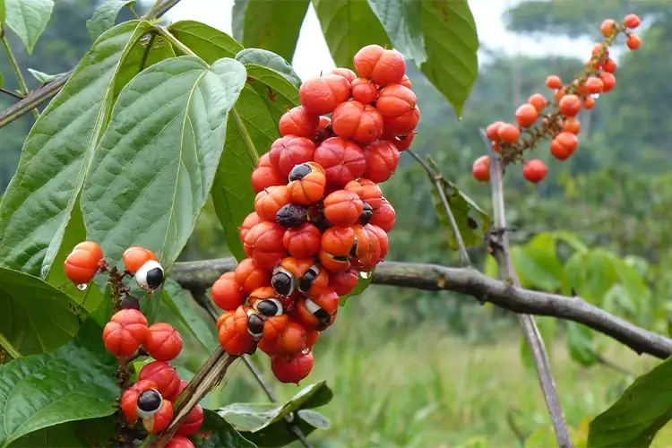 Guaraná (Paullnia cupana)